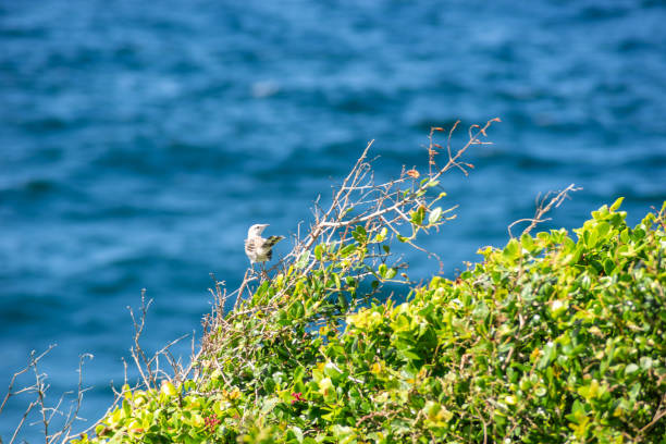 istock Green plants and leaves on the seashore. 1361362219