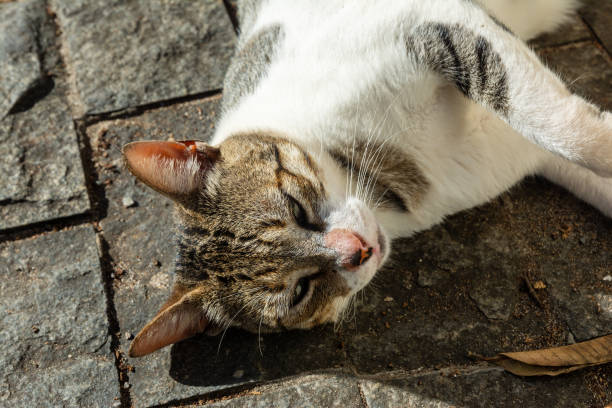 istock White tabby cat lying on the floor sunbathing in the morning. 1361362228