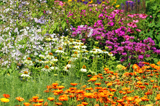 Beautiful in spring fields and the plant of cosmos flowers at Boonrawd farm on a sunny day, Chiang Rai, Thailand.