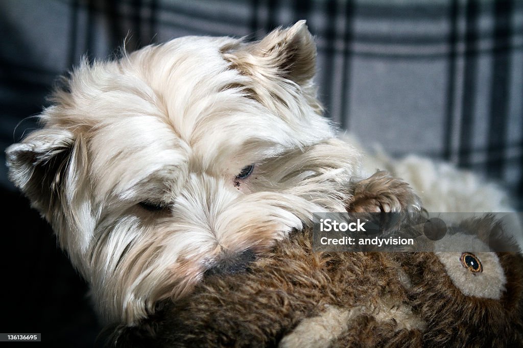 westy e o fantoche! - Foto de stock de Animal royalty-free