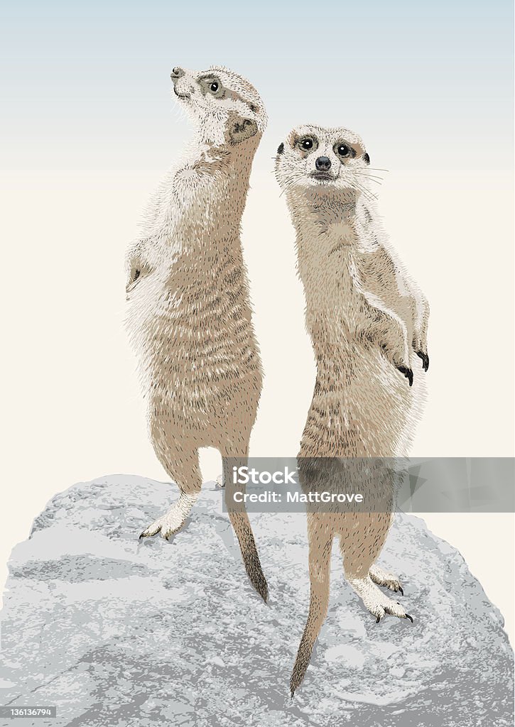 The Lookouts This Meerkat illustration is constructed from vector stroke, waiting for you to use as it is, expand to a fill or convert to a brush of your choosing. Silhouette fill shapes behind. Various stoke sizes and colors are grouped separately. Easily editable. Meerkat stock vector