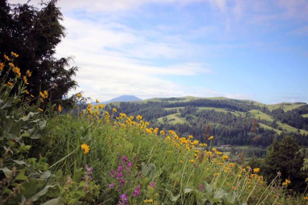 몬태나 뷰 - landscape montana wildflower flower 뉴스 사진 이미지