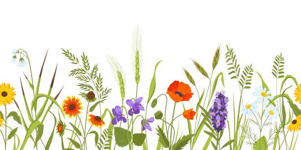 istock Wild meadow with flowers and herbs, spring botanical seamless border. Wildflower field with plants, ears and grass. Floral vector background 1361368279
