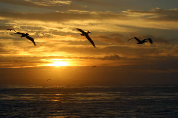 istock Sunrise at Leo Carrillo 1361368293