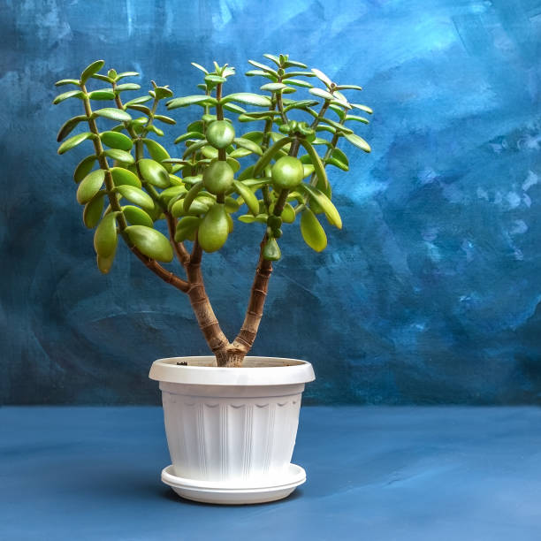 Succulent houseplant Crassula ovata in a pot on blue rustic background. Succulent houseplant Crassula ovata in a pot on rustic background crassula stock pictures, royalty-free photos & images