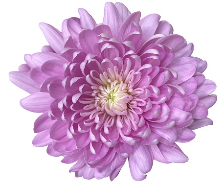 Beautiful flower of delicate lilac chrysanthemum, daisy, top view, photo, isolated on a white background
