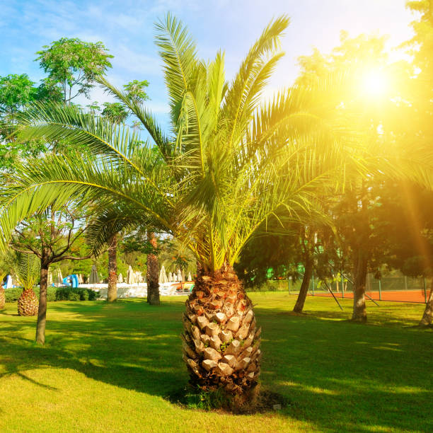 Palm tree on green grass lawn and sun. Concept - vacation and travel.