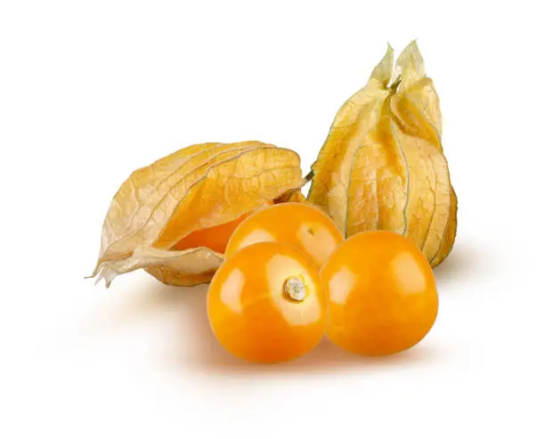 Physalis fruits and buds isolated on white. Excellent retouching quality.