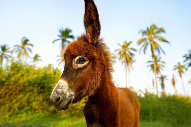 istock Donkey Baby Young 1361372635