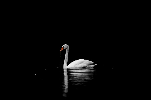 Swan on dark background lake