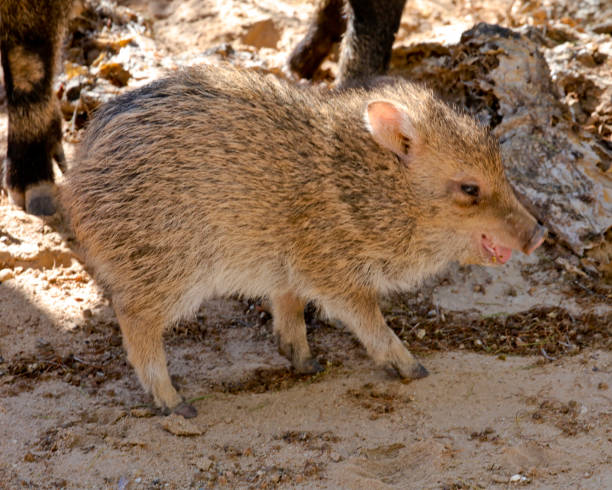istock Baby javelina 1361388451