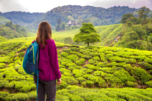istock Beautiful Tea plantations 1361388561