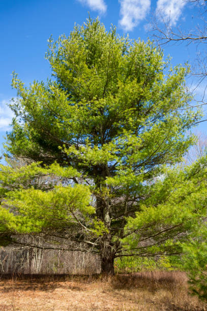 White pine tree with full branching in Willington, Connecticut.