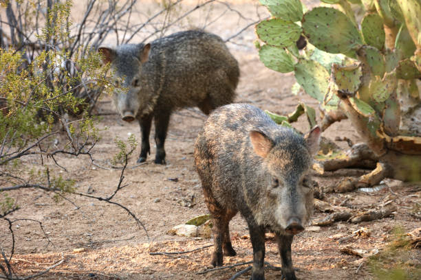 Javelinas staring Javelina looking at me. Buddy hanging back peccary stock pictures, royalty-free photos & images