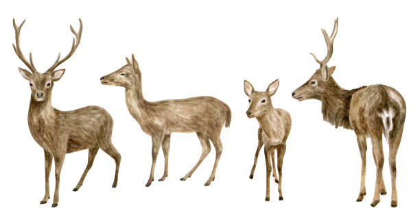 набор иллюстраций акварельного оленя. нарисованный вручную реалистичный эскиз белохвостого бакса, лани и оленя. лесные животные рисуют из� - animal cute animals deer deer herd stock illustrations
