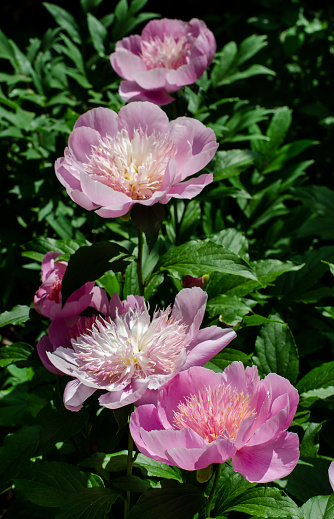 Iris, Poppy and Peony Flowers