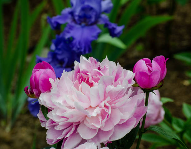 istock Beautiful Iris, Peony and Poppy Flower Collection 1361391100