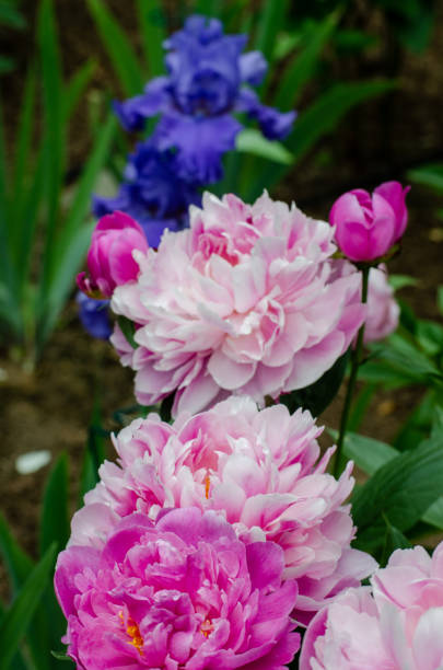 istock Beautiful Iris, Peony and Poppy Flower Collection 1361391108