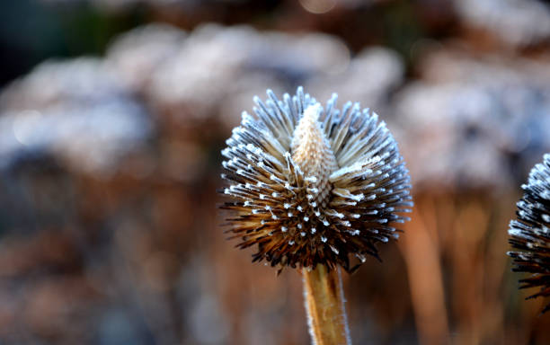 多年生の花壇はまだ10月上旬に開花しています。まだ背景に紫色に咲くセダム植物、乾燥多年生の花の茎。石灰色のセメント壁 - succulent plant sedum temperate flower perennial ストックフォトと画像