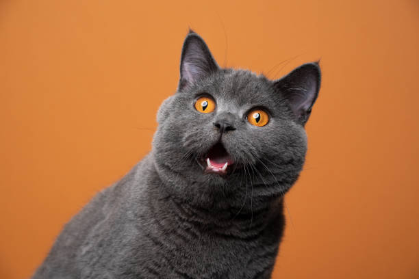 面白い英国のショートヘア猫の肖像画はショックを受けたか驚いたように見えます - ユーモア ストックフォトと画像