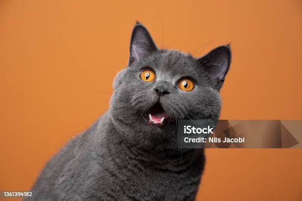 Funny British Shorthair Cat Portrait Looking Shocked Or Surprised Stock Photo - Download Image Now