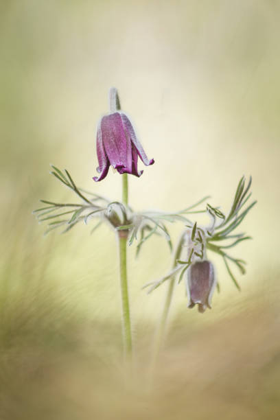 istock Two black pasque flowers in the forest 1361395210