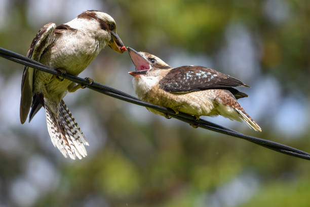 Juvenile Australian native Laughing Kookaburra waiting to be fed