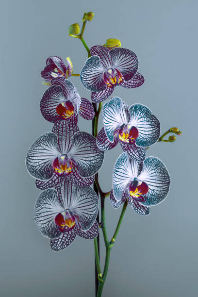 istock Orchid flowers on a gray background 1361395436