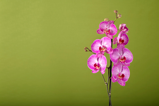 Beautiful pink Orchid flowers close-up. Green background, space for copy.