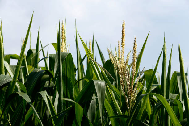 istock Closeup of corn plants with tassel 1361396027