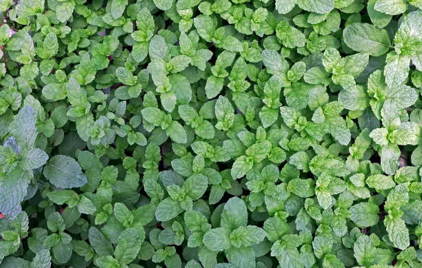 Photo of Closeup of mint plants on the plantation beds