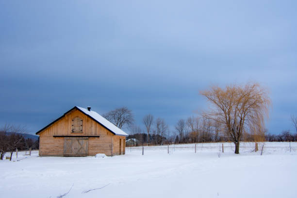 paisaje rural con granero en el invierno canadiense - cattle cow hill quebec fotografías e imágenes de stock