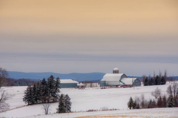 paisaje rural con granja en el invierno canadiense - cattle cow hill quebec fotografías e imágenes de stock