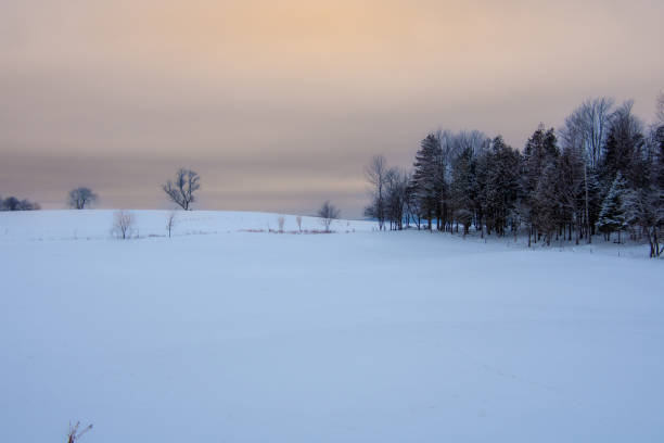 paisaje rural con granja en el invierno canadiense - cattle cow hill quebec fotografías e imágenes de stock