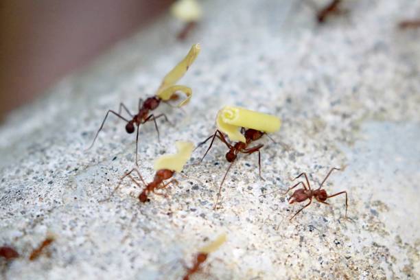 istock Street of leave cutter ants 1361396779