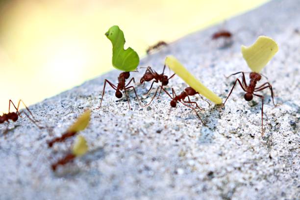 istock Street of leave cutter ants 1361396808