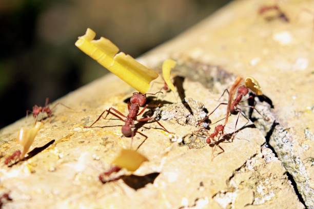 istock Street of leave cutter ants 1361396877