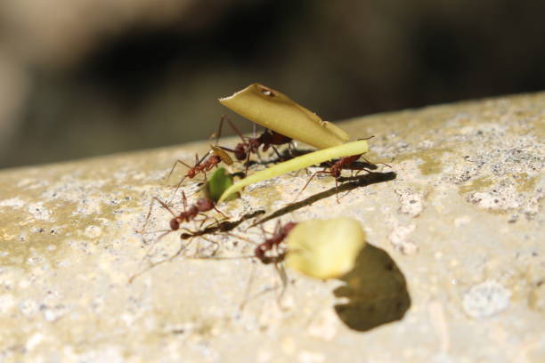 istock Street of leave cutter ants 1361396892
