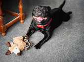 Happy Staffordshire Bull Terrier dog lying on carpet with a toy reindeer in front of him. He is looking up at the camera smiling.