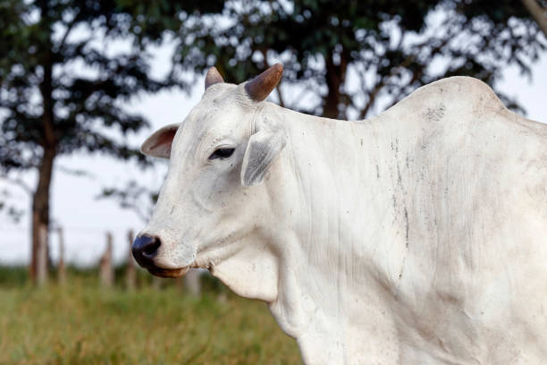 istock Closeup of Nelore cattle on green grass 1361397783