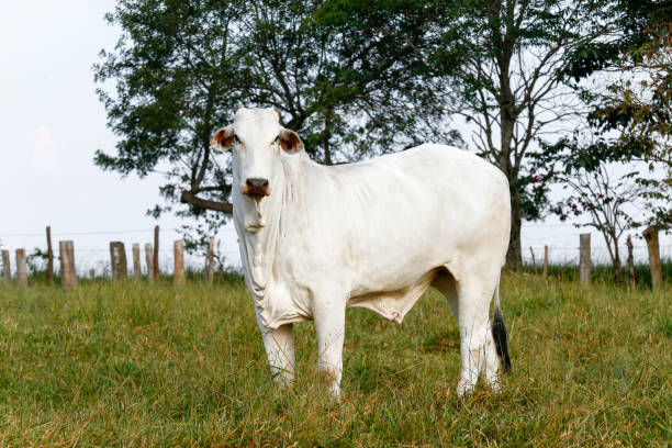 istock Closeup of Nelore cattle on green grass 1361397784