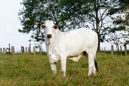 Closeup of Nelore cattle on green grass. Sao Paulo state, Brazil
