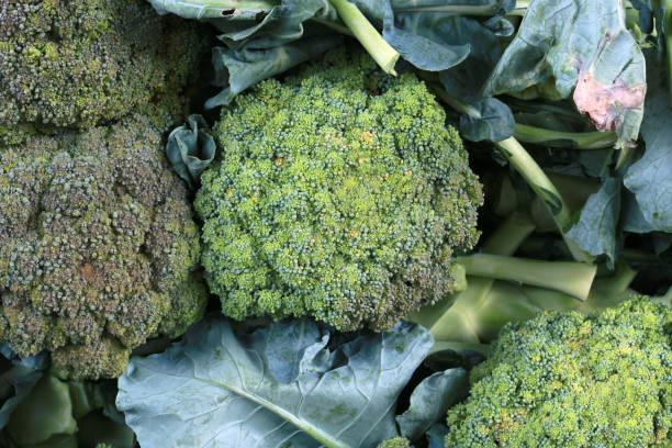 istock Closeup of leaves od fresh broccoli 1361398801