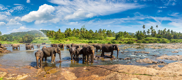 Panorama of \nHerd of elephants at the Pinnawala Elephant Orphanage in central Sri Lanka