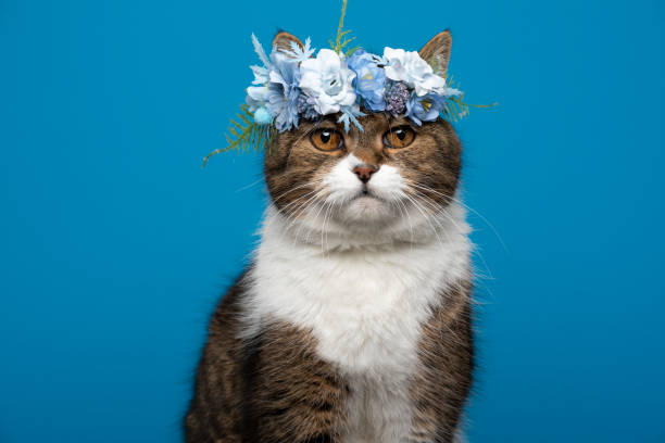 istock cute cat wearing flower crown with blue white blossoms on blue background 1361399995