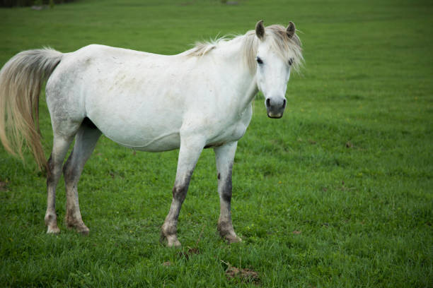 istock white horse on the field 1361400883
