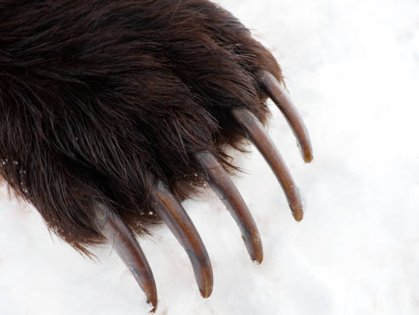 istock Sharp and long claws of   brown bear on the front paw. 1361401000