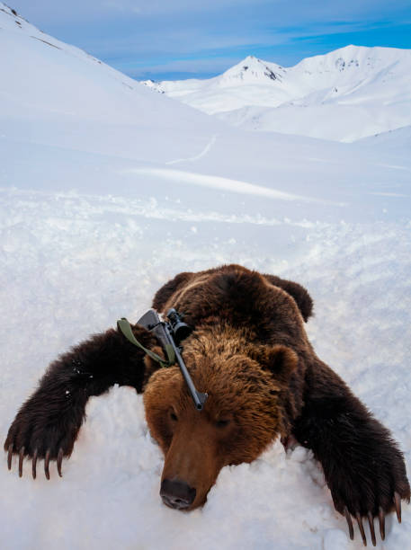 cadáver de oso pardo que yace en la nieve después de la caza legal tradicional. - bear hunting fotografías e imágenes de stock