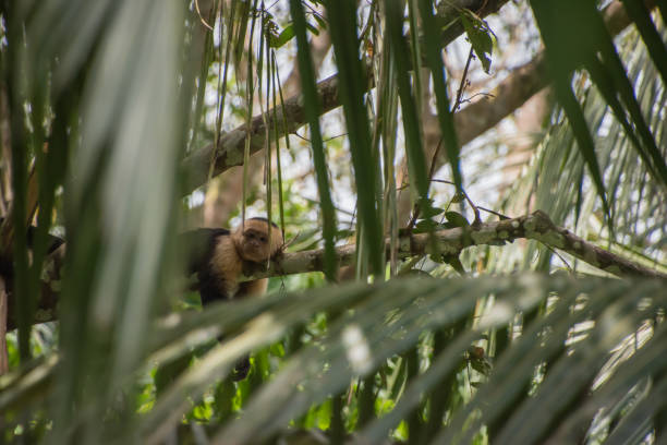 istock White-faced capuchin in Costa Rica, near Isla Damas. 1361401311