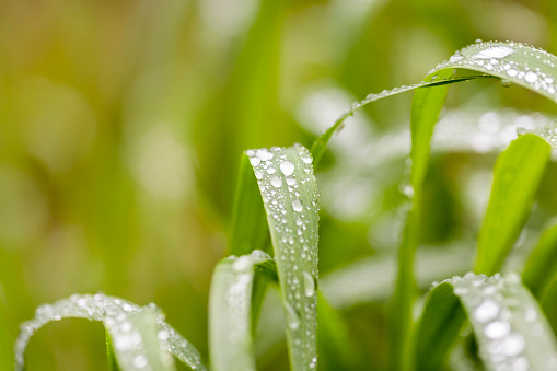 Closeup of lush uncut green grass with drops of dew in soft morning light. Beautiful natural rural landscape for nature-themed design and projects.